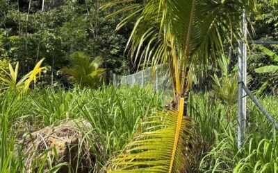 1-acre lot for sale in Agua Viva, Belize – photo 8