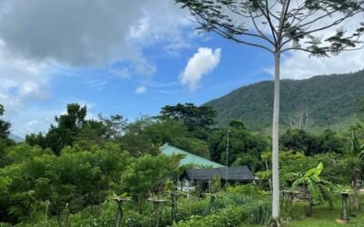14 acres with 2 creeks, Hummingbird Highway – photo 3