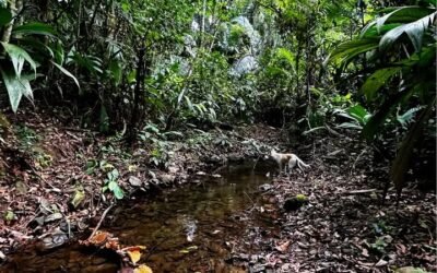 14 acres with 2 creeks, Hummingbird Highway – photo 7