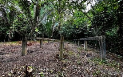 14 acres with 2 creeks, Hummingbird Highway – photo 8