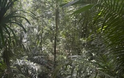 13-acre off-grid jungle lot near Roaring River, Cayo – photo 3