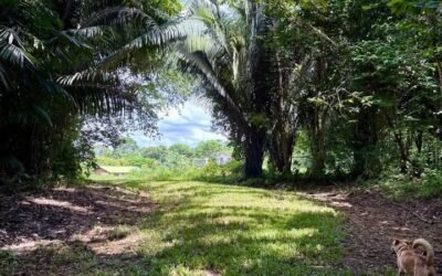 13-acre off-grid jungle lot near Roaring River, Cayo – photo 6