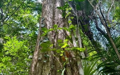 13-acre off-grid jungle lot near Roaring River, Cayo – photo 8