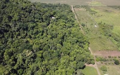 13-acre off-grid jungle lot near Roaring River, Cayo – photo 10