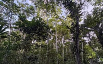 10 acres of untouched land in Agua Viva – photo 4