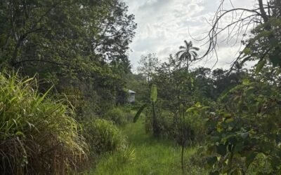 Farm with pond and cave, Upper Barton Creek – photo 13