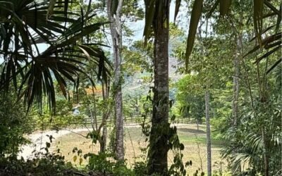80 acres of land in Agua Viva, Belize – photo 6