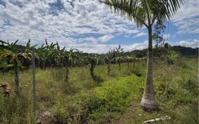 10 acres of cleared fertile land in Agua Viva – photo 5