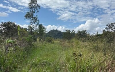 10 acres of cleared fertile land in Agua Viva – photo 8