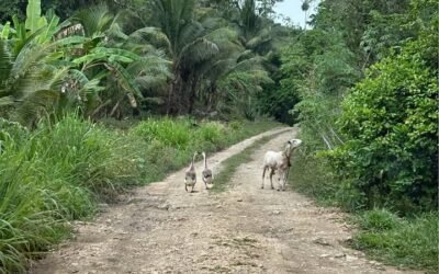9.5 acres of untouched land in Agua Viva – photo 11