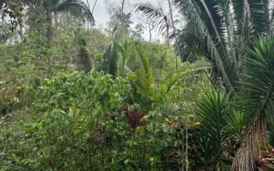 9.5 acres of untouched land in Agua Viva – photo 10