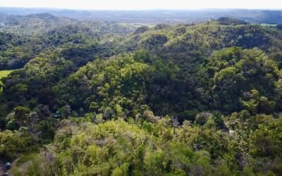9.5 acres of untouched land in Agua Viva – photo 8