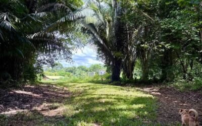 13-acre off-grid hilltop lot near ATM Cave – photo 11