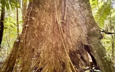 13-acre off-grid hilltop lot near ATM Cave – photo 12