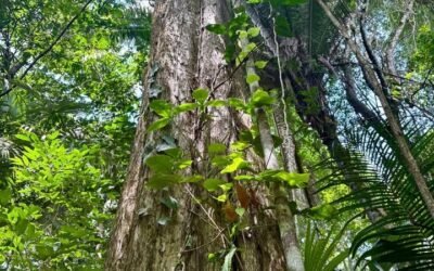 13-acre off-grid hilltop lot near ATM Cave – photo 10